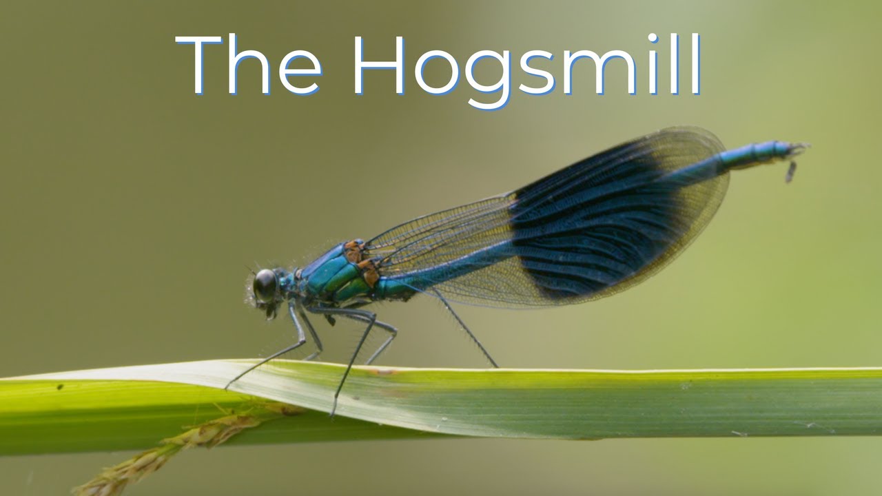 The Hogsmill